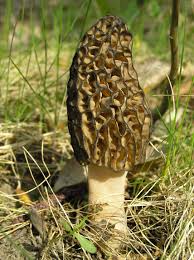 Morchella - Wikipedia